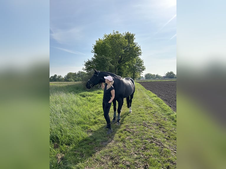 Hannoveraner Wallach 19 Jahre 174 cm Rappe in Stuhr