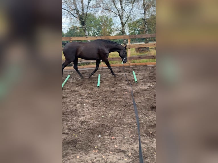 Hannoveraner Wallach 19 Jahre 175 cm Rappe in Wietze