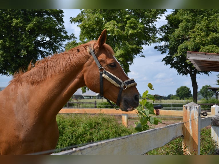 Hannoveraner Wallach 19 Jahre 175 cm Rappe in Wietze
