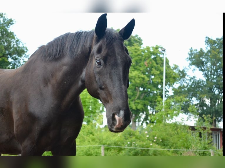Hannoveraner Wallach 19 Jahre 175 cm Rappe in Wietze