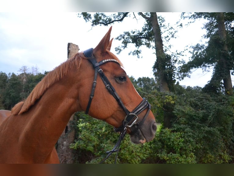 Hannoveraner Wallach 19 Jahre 175 cm Rappe in Wietze