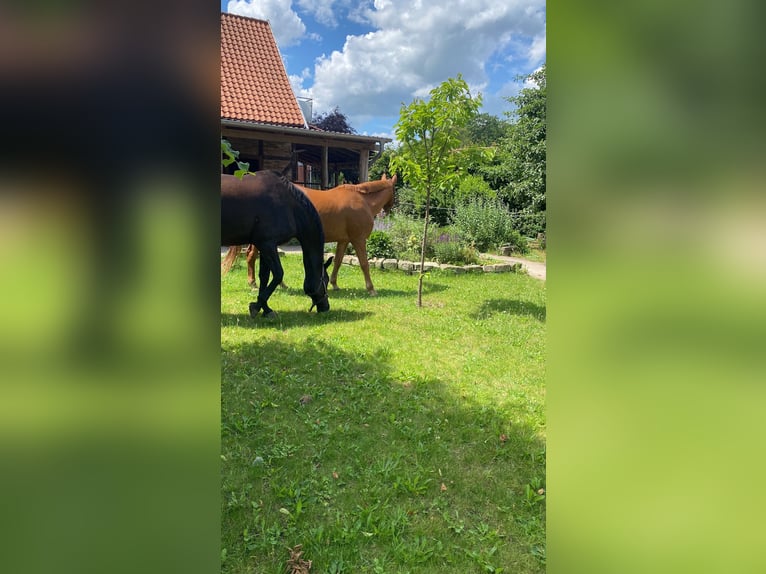 Hannoveraner Wallach 19 Jahre 175 cm Rappe in Wietze