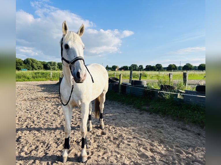 Hannoveraner Wallach 19 Jahre 176 cm Schimmel in Braunschweig