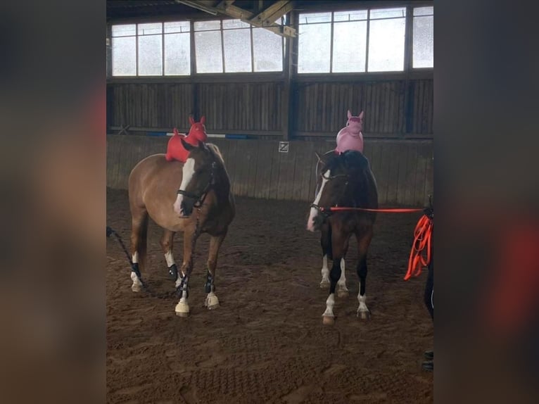 Hannoveraner Wallach 19 Jahre in Aachen