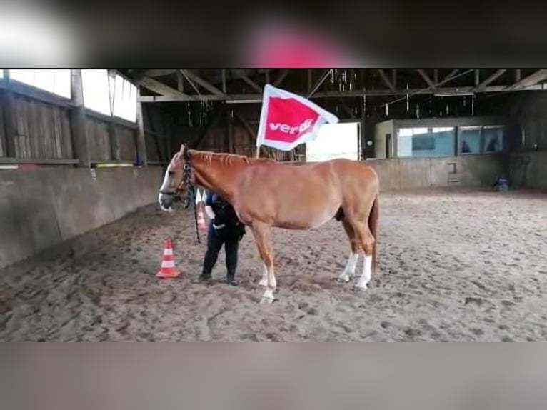 Hannoveraner Wallach 19 Jahre in Aachen