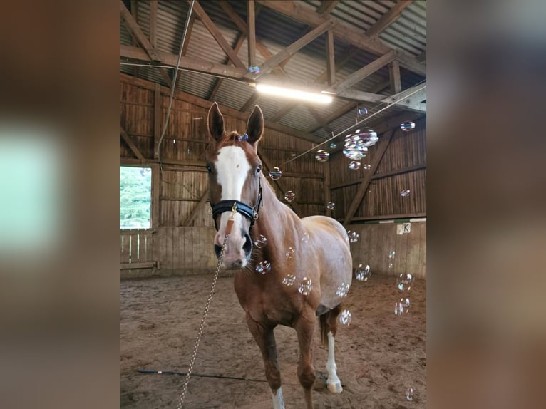 Hannoveraner Wallach 19 Jahre in Aachen