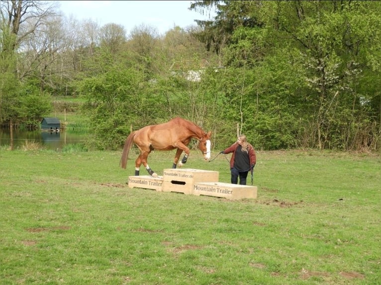 Hannoveraner Wallach 19 Jahre in Aachen