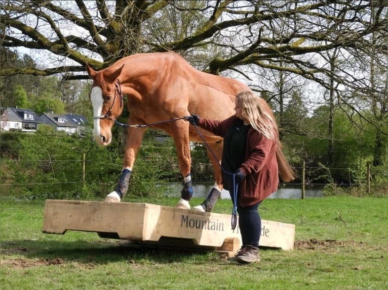 Hannoveraner Wallach 19 Jahre in Aachen
