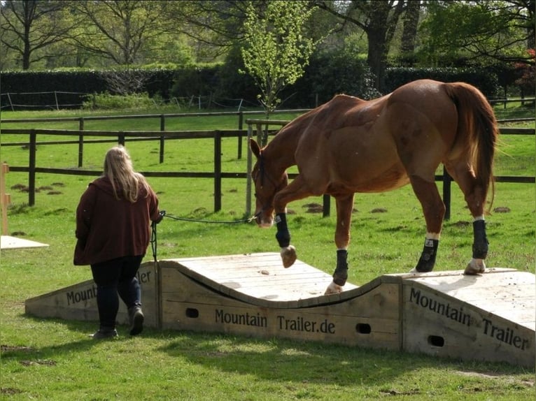 Hannoveraner Wallach 19 Jahre in Aachen