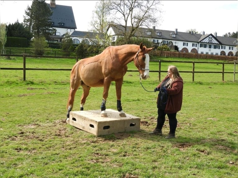 Hannoveraner Wallach 19 Jahre in Aachen
