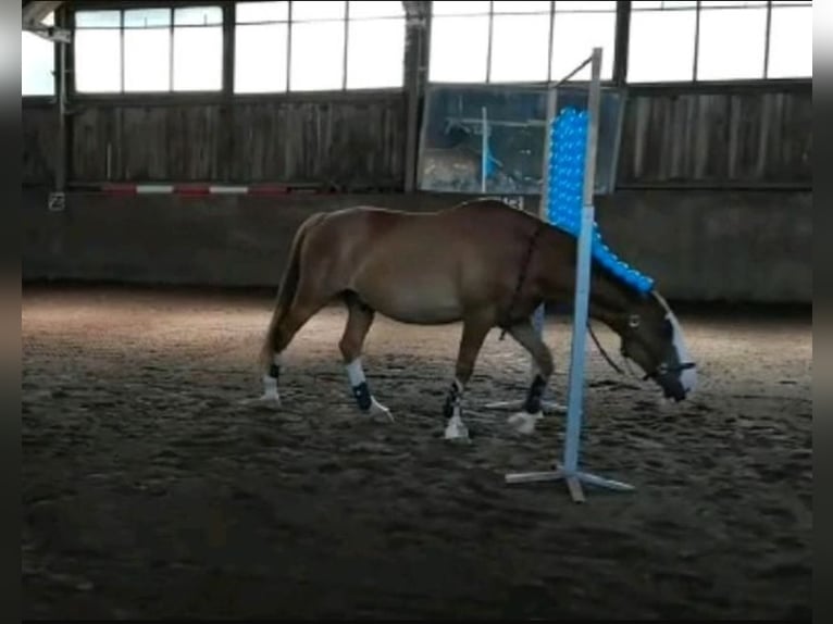 Hannoveraner Wallach 19 Jahre in Aachen