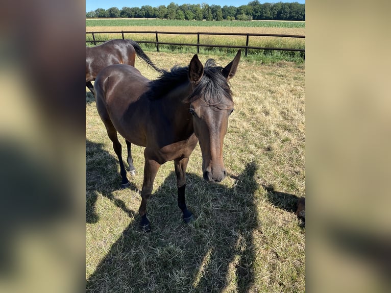 Hannoveraner Wallach 1 Jahr 145 cm Dunkelbrauner in Sickte