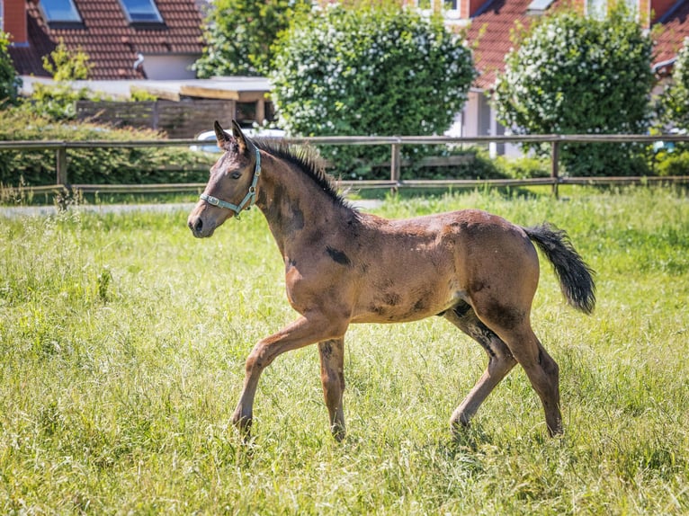 Hannoveraner Wallach 1 Jahr 145 cm Dunkelbrauner in Sickte