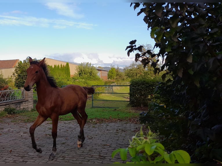 Hannoveraner Wallach 1 Jahr 170 cm Brauner in Rinteln