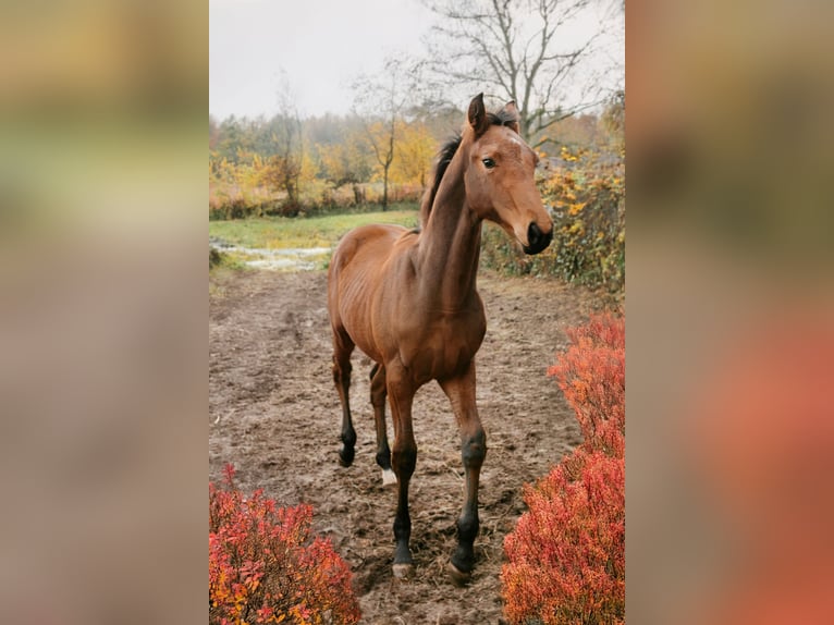 Hannoveraner Wallach 1 Jahr 170 cm Brauner in Rinteln