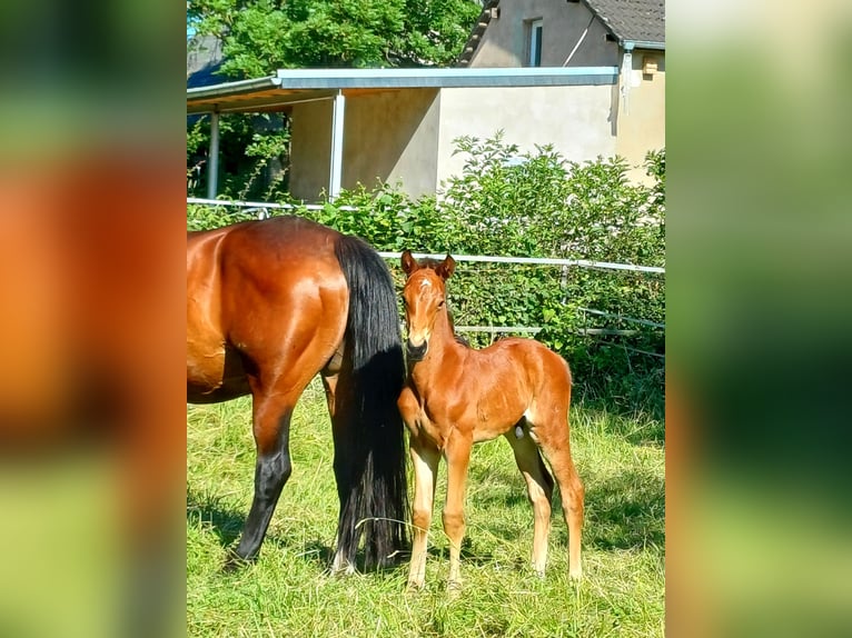 Hannoveraner Wallach 1 Jahr 170 cm Brauner in Rinteln