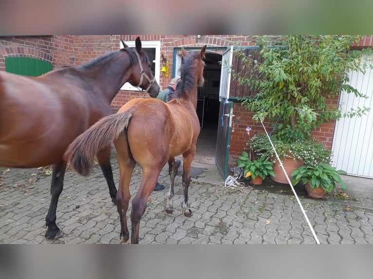Hannoveraner Wallach 1 Jahr 170 cm Brauner in Rinteln