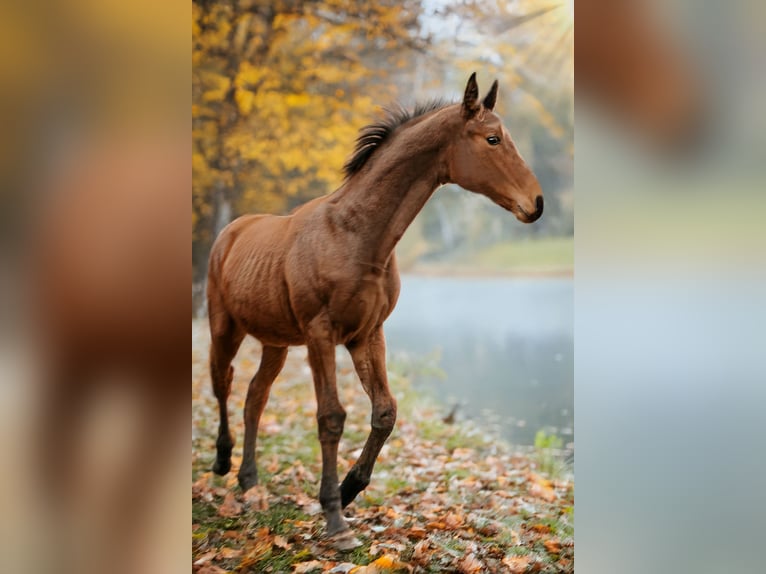 Hannoveraner Wallach 1 Jahr 170 cm Brauner in Rinteln