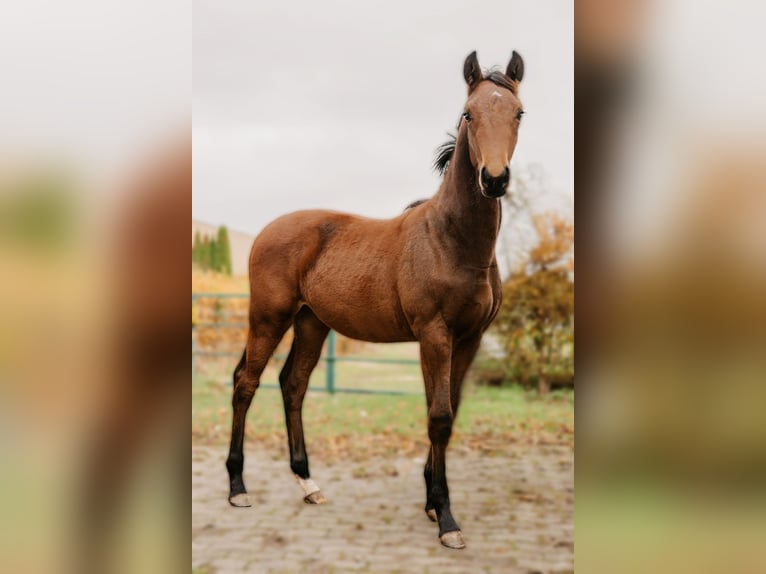 Hannoveraner Wallach 1 Jahr 170 cm Brauner in Rinteln