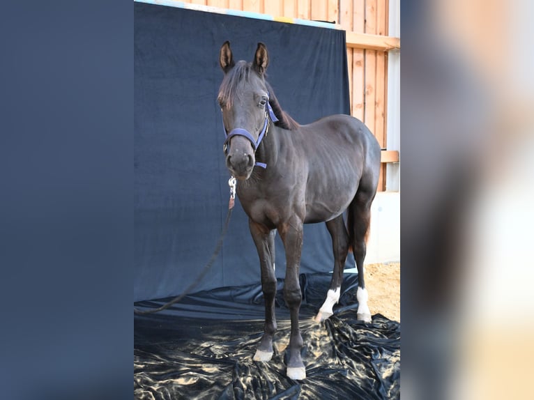 Hannoveraner Wallach 1 Jahr 170 cm Schwarzbrauner in Kautzen