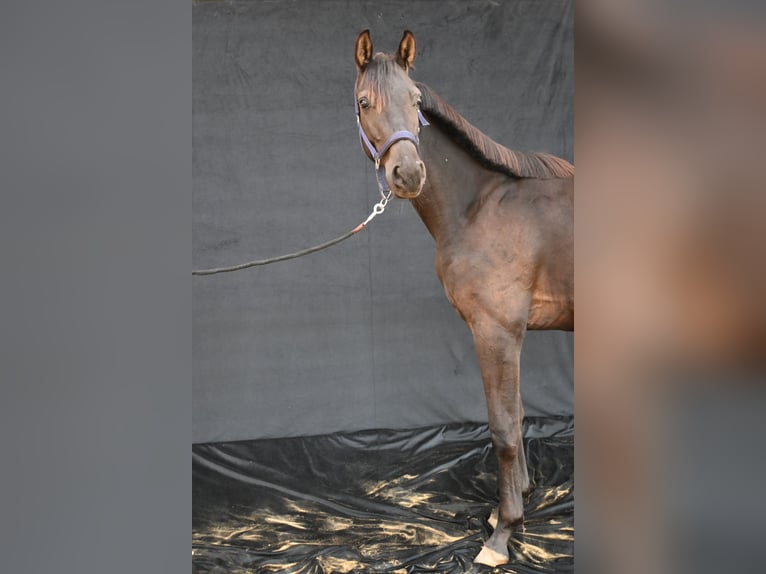 Hannoveraner Wallach 1 Jahr 170 cm Schwarzbrauner in Kautzen