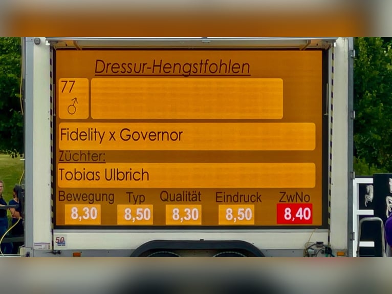 Hannoveraner Wallach 1 Jahr 174 cm Dunkelbrauner in Lutherstadt Wittenberg