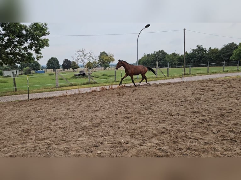 Hannoveraner Wallach 1 Jahr Brauner in Meyenburg
