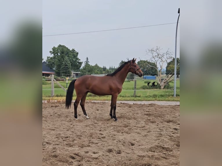 Hannoveraner Wallach 1 Jahr Brauner in Meyenburg