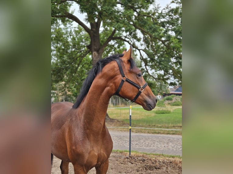 Hannoveraner Wallach 1 Jahr Brauner in Meyenburg