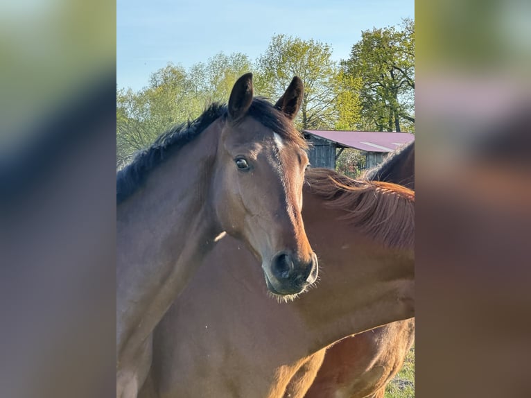 Hannoveraner Wallach 1 Jahr Dunkelbrauner in Wahrenholz
