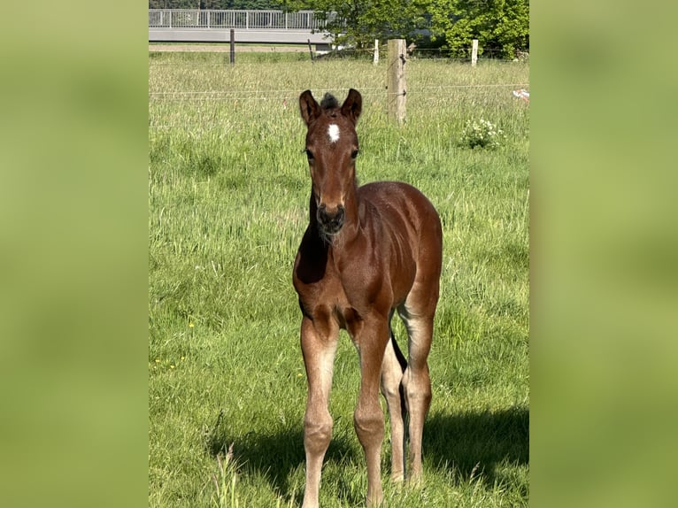 Hannoveraner Wallach 1 Jahr Dunkelbrauner in Wahrenholz