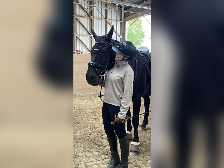 Hannoveraner Wallach 20 Jahre 160 cm Rappe in Villmar