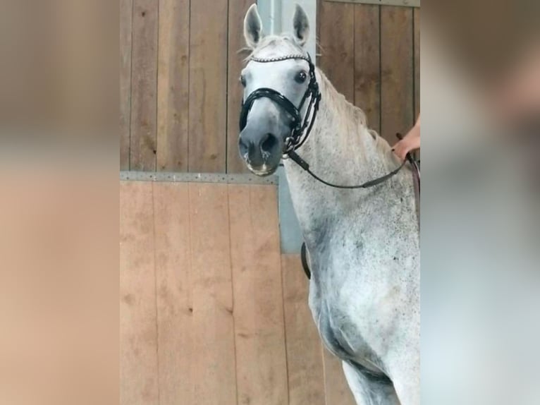 Hannoveraner Wallach 20 Jahre 165 cm Fliegenschimmel in Marburg