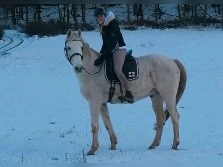 Hannoveraner Wallach 20 Jahre 165 cm Fliegenschimmel in Marburg