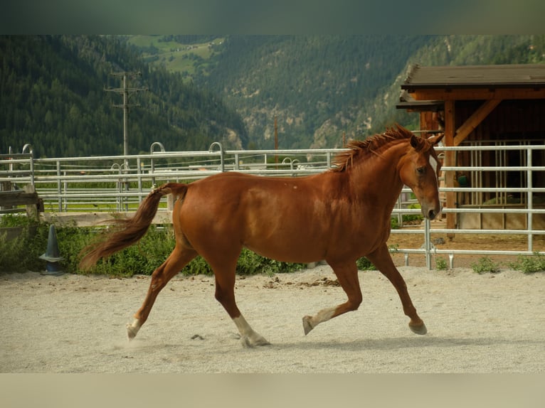 Hannoveraner Wallach 20 Jahre 165 cm Fuchs in Imst