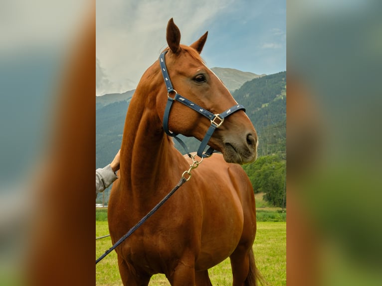 Hannoveraner Wallach 20 Jahre 165 cm Fuchs in Imst