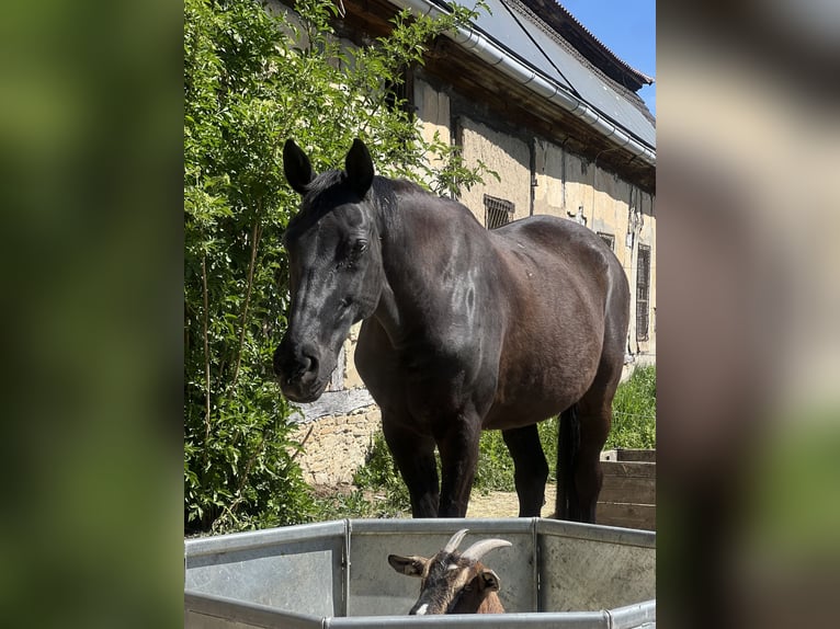 Hannoveraner Wallach 20 Jahre 165 cm Rappe in Kitzingen