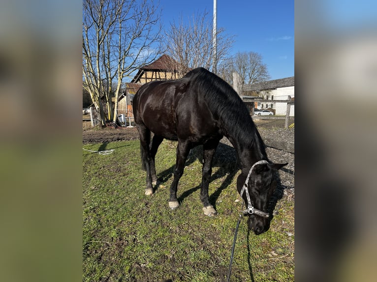 Hannoveraner Wallach 20 Jahre 165 cm Rappe in Kitzingen