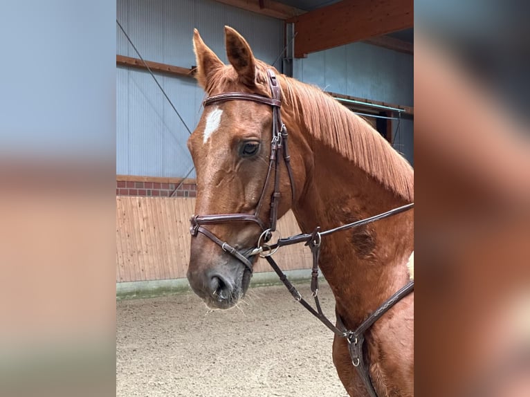 Hannoveraner Wallach 20 Jahre 168 cm Fuchs in Osterholz-Scharmbeck