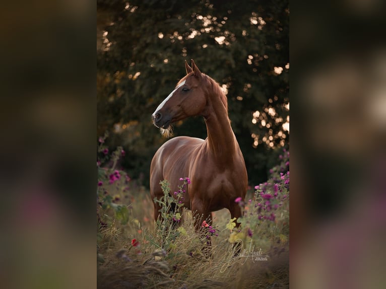 Hannoveraner Wallach 20 Jahre 169 cm Fuchs in Vienenburg
