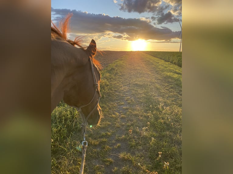 Hannoveraner Wallach 20 Jahre 169 cm Fuchs in Vienenburg