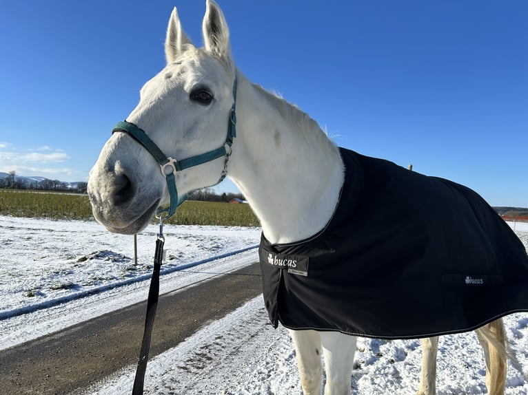 Hannoveraner Wallach 20 Jahre 173 cm Schimmel in Wieselburg