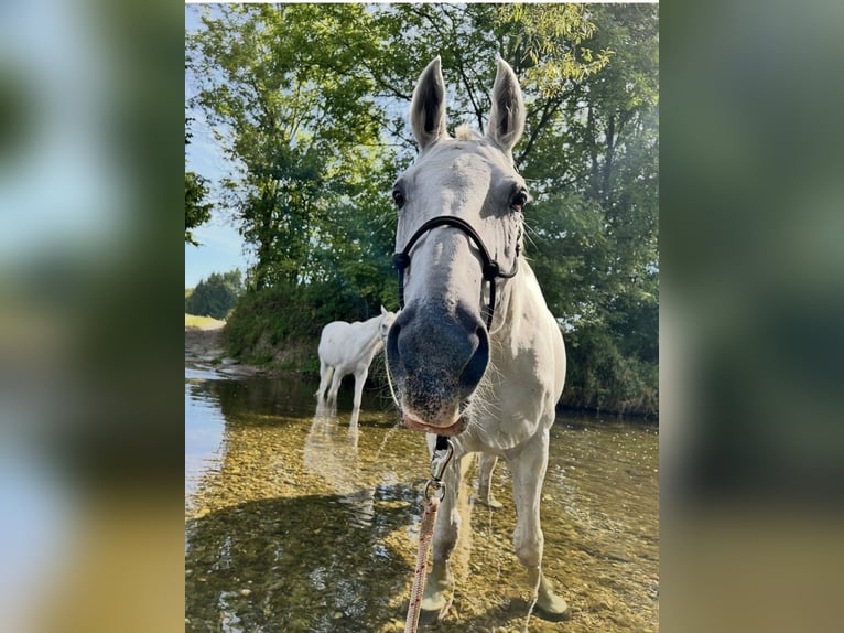 Hannoveraner Wallach 20 Jahre 173 cm Schimmel in Wieselburg