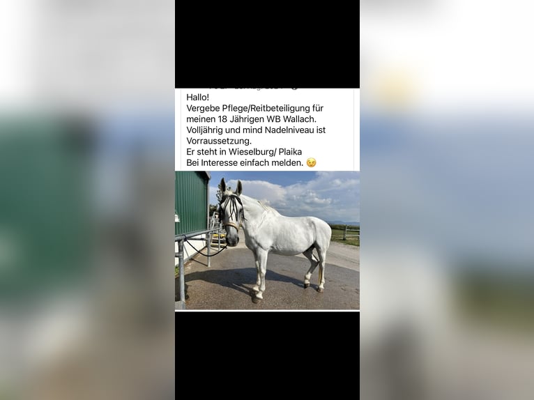 Hannoveraner Wallach 20 Jahre 173 cm Schimmel in Wieselburg