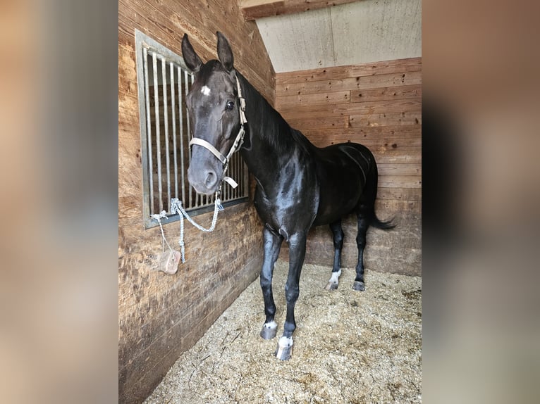 Hannoveraner Wallach 20 Jahre 175 cm Schwarzbrauner in Seefeld in Tirol