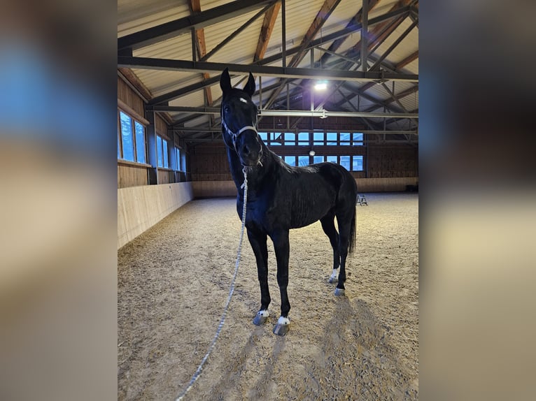 Hannoveraner Wallach 20 Jahre 175 cm Schwarzbrauner in Seefeld in Tirol