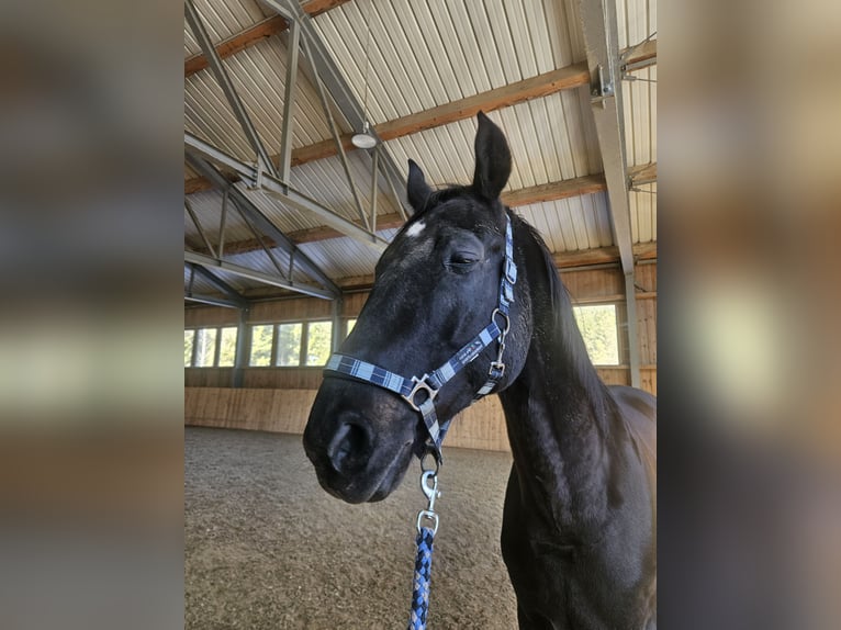 Hannoveraner Wallach 20 Jahre 175 cm Schwarzbrauner in Seefeld in Tirol