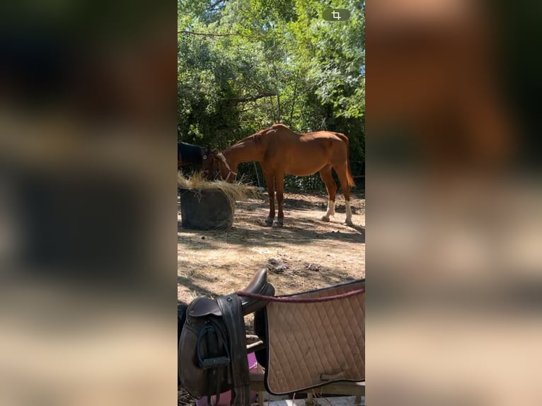 Hannoveraner Wallach 20 Jahre 180 cm Fuchs in La Colle-sur-Loup
