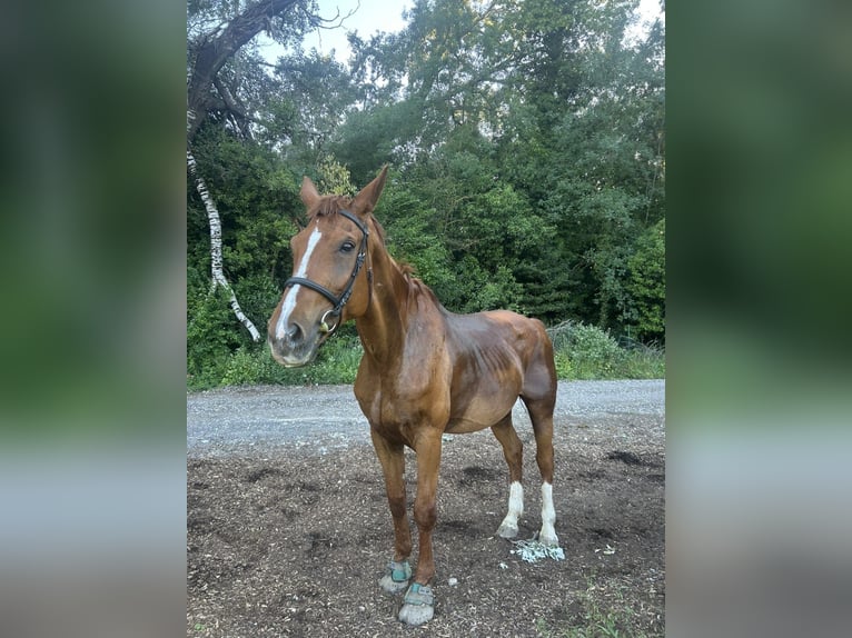 Hannoveraner Wallach 20 Jahre 180 cm Fuchs in La Colle-sur-Loup