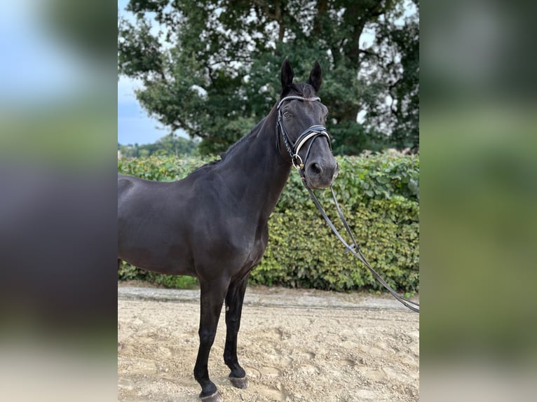Hannoveraner Wallach 21 Jahre 167 cm Rappe in Fr&#xF6;ndenberg